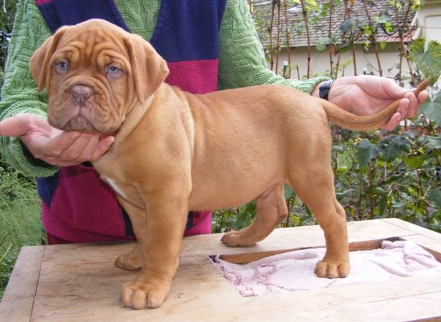 French mastiff